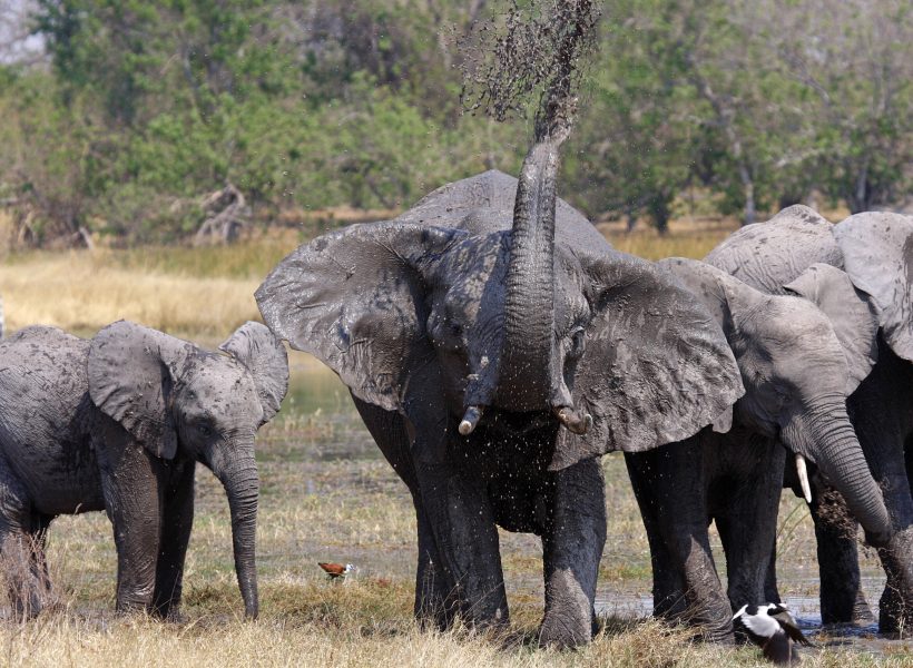 African elephants walking in natural savannah habitat